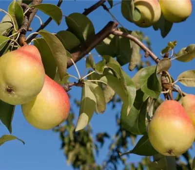 Pyrus (Birne) 'Gute Luise von Avranches' Pyrus (Birne) 'Gute Luise von Avranches'