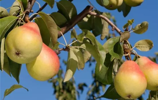 Pyrus (Birne) 'Gute Luise von Avranches'