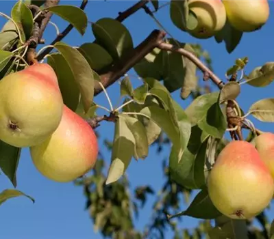 Pyrus (Birne) 'Gute Luise von Avranches'