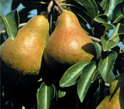 Pyrus (Birne) 'Harrow Sweet' Pyrus (Birne) 'Harrow Sweet'