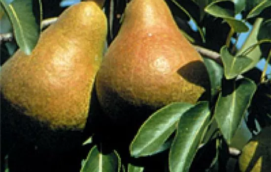 Pyrus (Birne) 'Harrow Sweet'