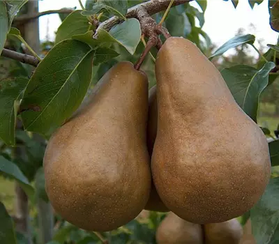Pyrus (Birne) 'Kaiser Alexander'