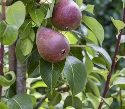Pyrus (Birne) 'Williams' rot Pyrus (Birne) 'Williams' rot