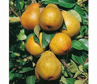 Pyrus (Birne) 'Williams Christbirne'' Pyrus (Birne) 'Williams Christbirne''