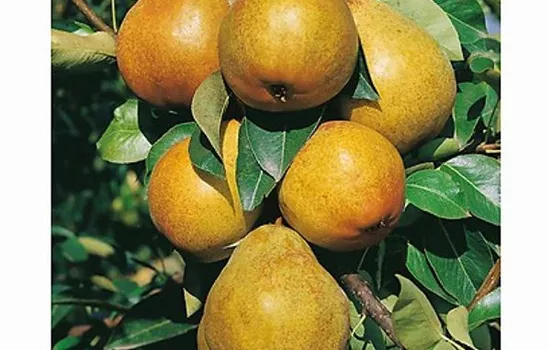 Pyrus (Birne) 'Williams Christbirne''