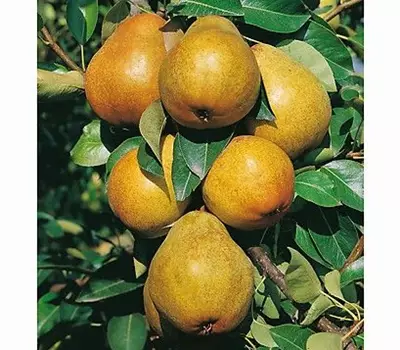 Pyrus (Birne) 'Williams Christbirne''