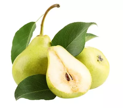 Pyrus (Minibirne) 'Garden Pearl'