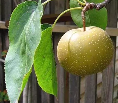 Pyrus (Nashi) 'Hosui'