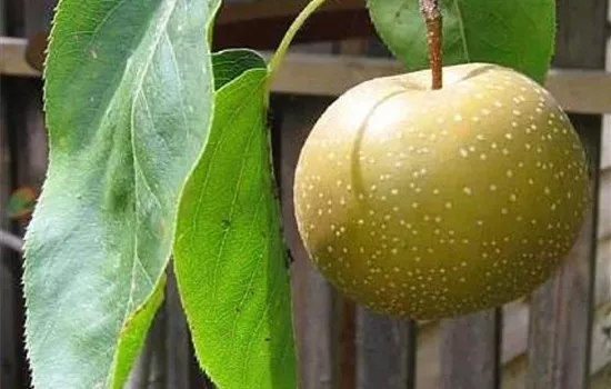 Pyrus (Nashi) 'Hosui'
