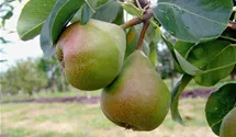 Säulenbirne
