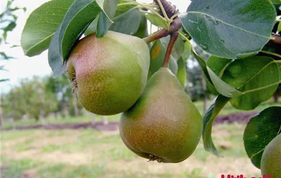Pyrus (Säulenbirne) 'Obelisk'