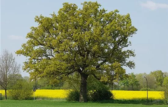 Quercus robur