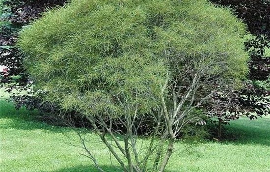 Rhamnus frangula 'Aspleniifolia'