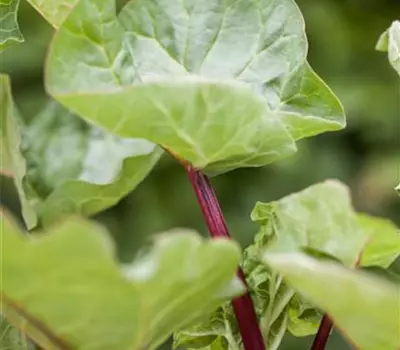 Rheum (Rhabarber) 'Holsteinblut'