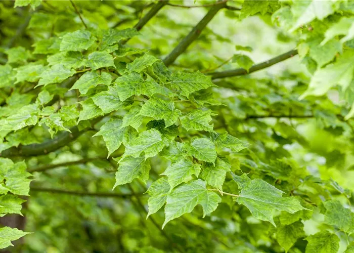 Wunderschöne Gehölze für grosse und kleine Hausgärten