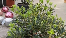 Rhododendron