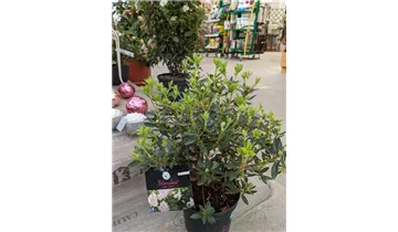 Rhododendron