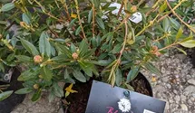 Rhododendron