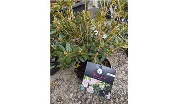Rhododendron