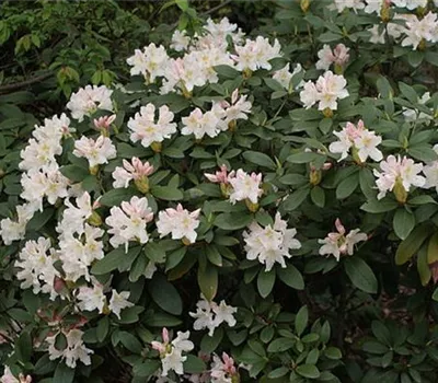 Rhododendron (Caucasicum) 'Cunningham's White' Rhododendron (Caucasicum) 'Cunningham's White'