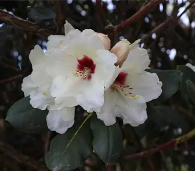 Rhododendron (Caucasicum) 'Cunningham's White'