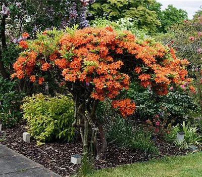 Rhododendron (Knaph. Azalee) 'Gibraltar'