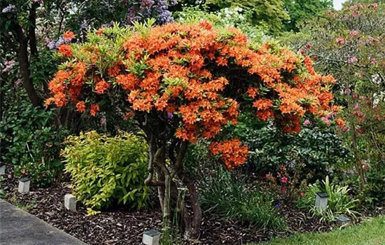 Rhododendron (Knaph. Azalee) 'Gibraltar'