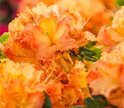 Rhododendron (Knaph. Azalee) 'Gibraltar'