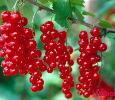 Ribes (Johannisbeere) 'Jonkheer van Tets'