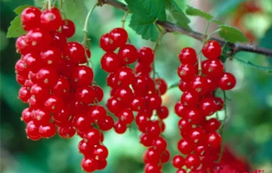 Ribes (Johannisbeere) 'Jonkheer van Tets'
