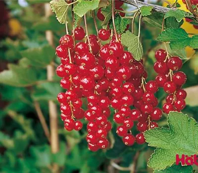 Ribes (Johannisbeere) 'Rolan'