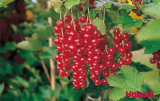 Ribes (Johannisbeere) 'Rolan'