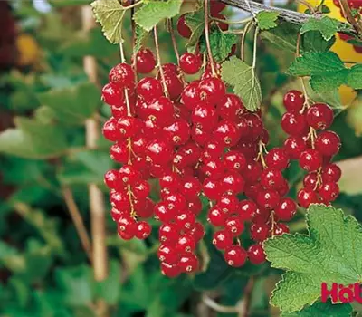 Ribes (Johannisbeere) 'Rolan'