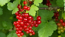 Rote Johannisbeere
