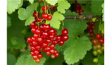 Rote Johannisbeere