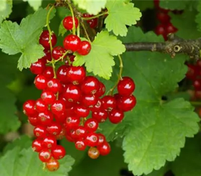 Ribes (Johannisbeere) 'Rotet'