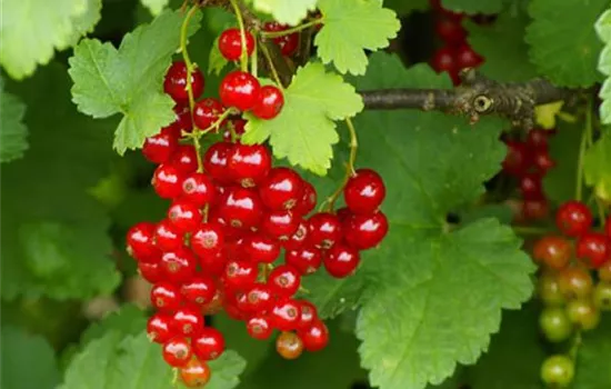 Ribes (Johannisbeere) 'Rotet'