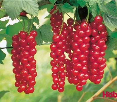 Ribes (Johannisbeere) 'Rovada'