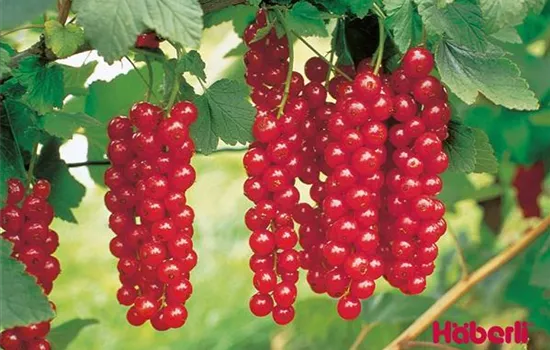 Ribes (Johannisbeere) 'Rovada'