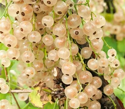 Ribes (Johannisbeere) 'Weisse Versailler'