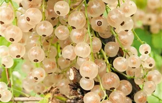 Ribes (Johannisbeere) 'Weisse Versailler'
