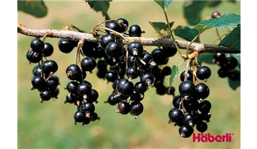 Johannisbeere 'Ometa'