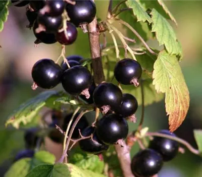 Ribes (Johannisbeere, Cassis) 'Titania'