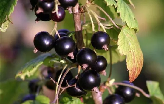 Ribes (Johannisbeere, Cassis) 'Titania'