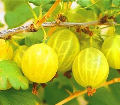 Ribes (Stachelbeere) 'Hinnonmäki Gelb'