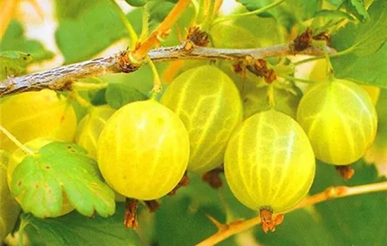 Ribes (Stachelbeere) 'Hinnonmäki Gelb'