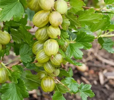Ribes (Stachelbeere) 'Hinnonmäki Gelb'