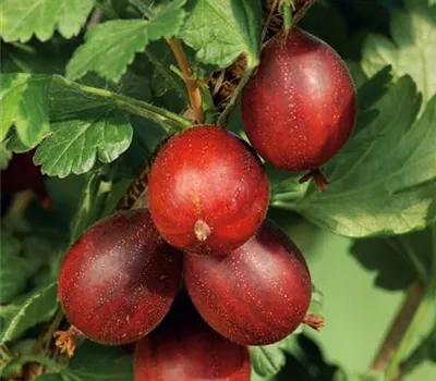 Ribes (Stachelbeere) 'Hinnonmäki Rot'