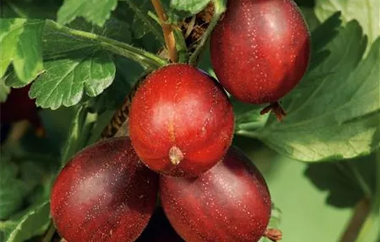 Ribes (Stachelbeere) 'Hinnonmäki Rot'