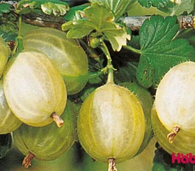 Ribes (Stachelbeere) 'Invicta'